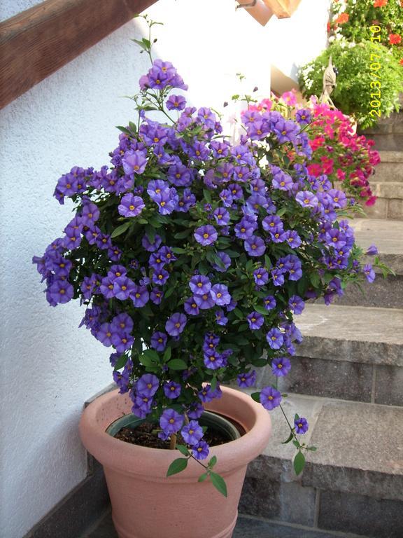 Haus Gmahblick Ferienwonungen Otel Alpbach Dış mekan fotoğraf